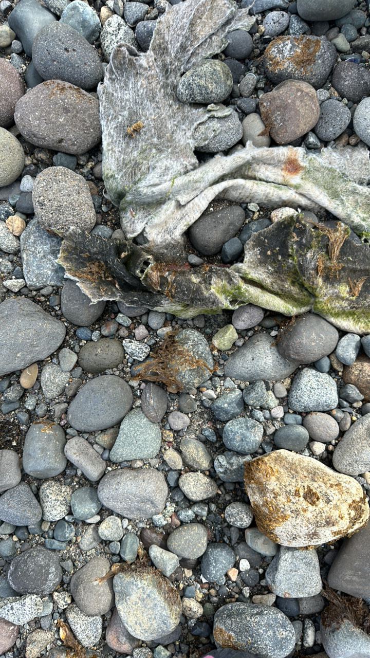 Ghost gear report — abandoned fishing line