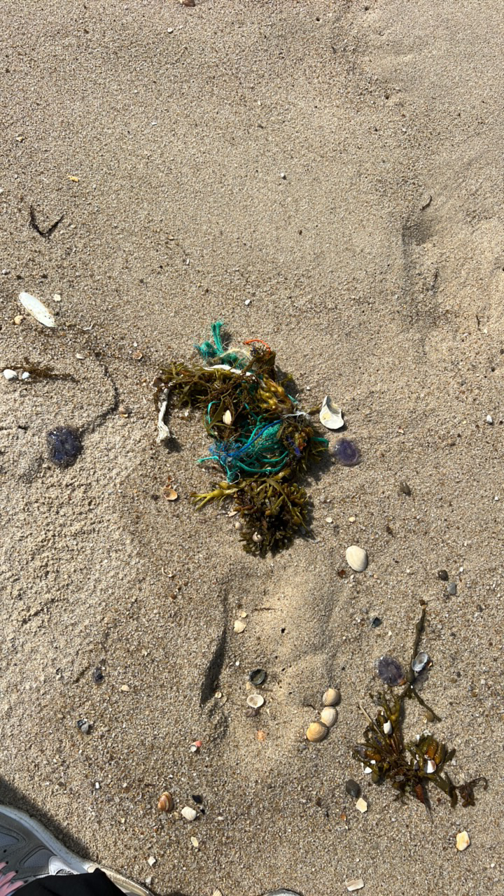 Ghost gear report — tangled rope on sand