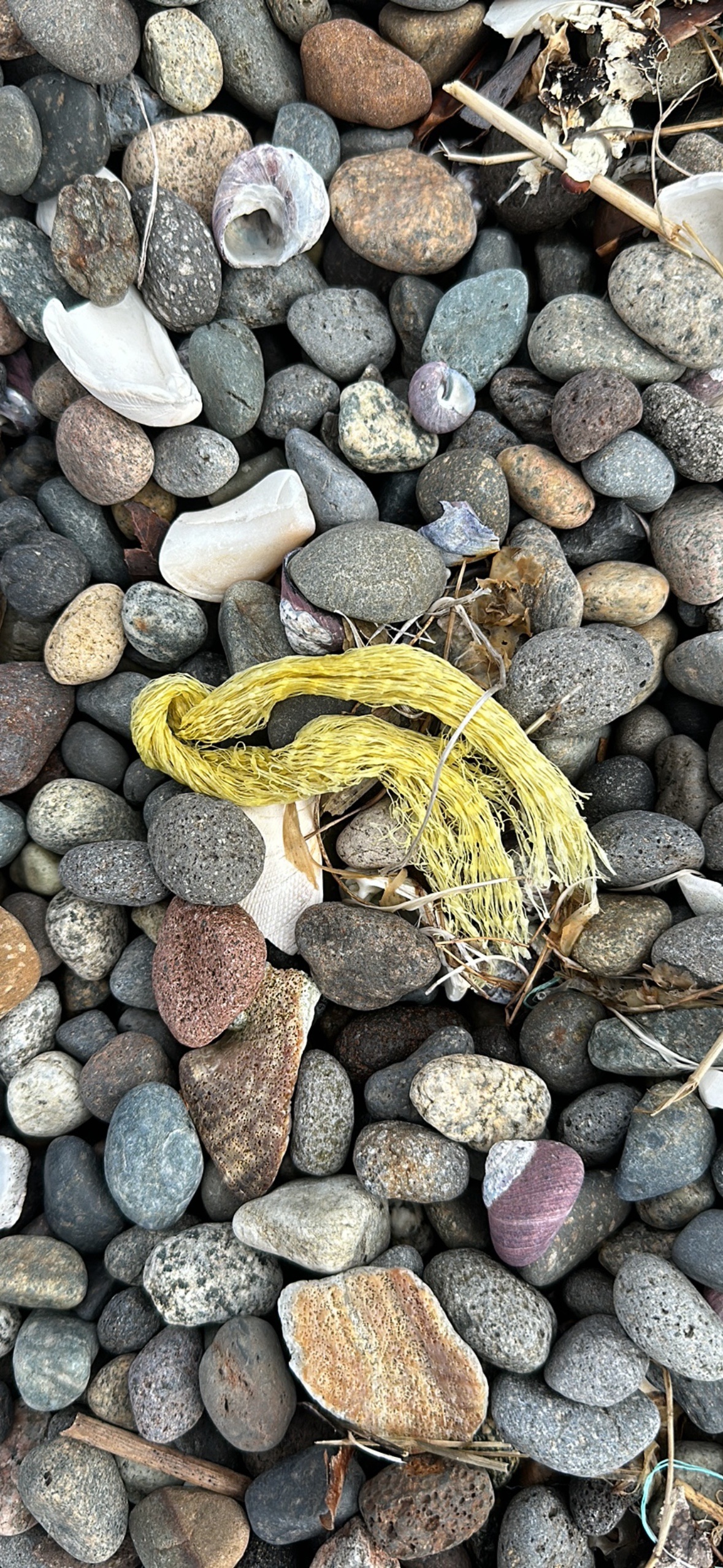 Ghost gear report — rope on rocky beach